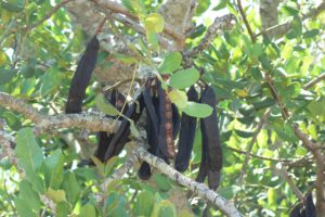 El Algarrobo, árbol del "chocolate" Kyreo